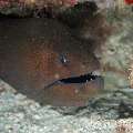 Giant Moray (Gymnothorax Javanicus)