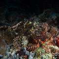 Tassled Scorpionfish (Scorpaenopsis Oxycephala)