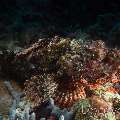 Tassled Scorpionfish (Scorpaenopsis Oxycephala)