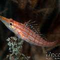 Longnose Hawkfish (Oxycirrhites Typus)