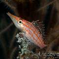 Longnose Hawkfish (Oxycirrhites Typus)