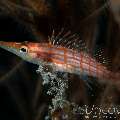 Longnose Hawkfish (Oxycirrhites Typus)