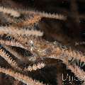 Translucent Gorgonian Shrimp (Manipontonia Psamathe)