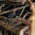 Translucent Gorgonian Shrimp (Manipontonia Psamathe)