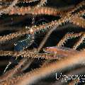 Commensal Shrimp, Whip Coral Goby (Bryaninops Yongei), photo taken in Maldives, Male Atoll, North Male Atoll, Black Coral