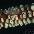 Whip Coral Goby (Bryaninops Yongei), photo taken in Maldives, Male Atoll, North Male Atoll, Black Coral