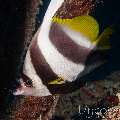 Schooling Bannerfish