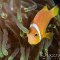 Maldives Anemonfish (Amphiprion Nigripes)