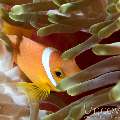 Maldives Anemonfish (Amphiprion Nigripes)