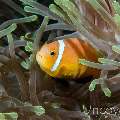 Maldives Anemonfish (Amphiprion Nigripes)