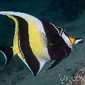 Moorish Idol, photo taken in Maldives, Male Atoll, North Male Atoll, Ihuru