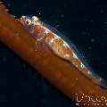 Whip Coral Goby (Bryaninops Yongei), photo taken in Maldives, Male Atoll, North Male Atoll, Ihuru