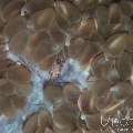 Bubble Coral Shrimp (Vir philippinensis), photo taken in Maldives, Male Atoll, North Male Atoll, Ihuru