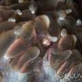 Bubble Coral Shrimp (Vir philippinensis), photo taken in Maldives, Male Atoll, North Male Atoll, Ihuru