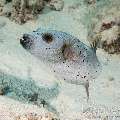 Blackspotted Puffer (Arothron Nigropunctatus)