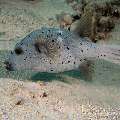 Blackspotted Puffer (Arothron Nigropunctatus)