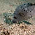 Blackspotted Puffer (Arothron Nigropunctatus)