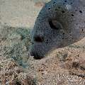 Blackspotted Puffer (Arothron Nigropunctatus)