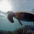 Hawksbill Sea Turtle (Eretmochelys Imbricata)