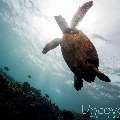 Hawksbill Sea Turtle (Eretmochelys Imbricata)