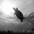 Hawksbill Sea Turtle (Eretmochelys Imbricata)