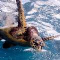 Hawksbill Sea Turtle (Eretmochelys Imbricata)