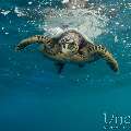 Hawksbill Sea Turtle (Eretmochelys Imbricata)