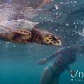 Hawksbill Sea Turtle (Eretmochelys Imbricata)