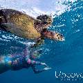 Hawksbill Sea Turtle (Eretmochelys Imbricata)