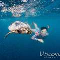 Hawksbill Sea Turtle (Eretmochelys Imbricata)