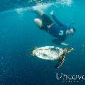 Hawksbill Sea Turtle (Eretmochelys Imbricata)