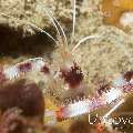 Banded Coral Shrimp (Stenopus hispidus), photo taken in Maldives, Male Atoll, North Male Atoll, Hohola Gaa