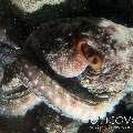 Day Octopus (Octopus cyanea)