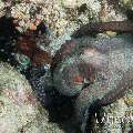 Day Octopus (Octopus cyanea), photo taken in Maldives, Male Atoll, North Male Atoll, Hohola Gaa