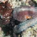 Day Octopus (Octopus cyanea), photo taken in Maldives, Male Atoll, North Male Atoll, Hohola Gaa
