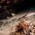 Tawny Nurse Shark (Nebrius Ferrugineus)