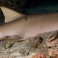 Tawny Nurse Shark (Nebrius ferrugineus)