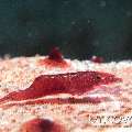 Sea star shrimp (Zenopontonia soror)
