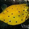 Yellow Boxfish (Ostracion cubicus)