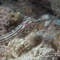 Networked Pipefish (Corythoichthys Flavofasciatus)