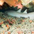 Tawny Nurse Shark (Nebrius ferrugineus)