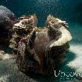 Giant Clam, photo taken in Maldives, Male Atoll, North Male Atoll, Baros