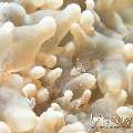 Bubble Coral Shrimp (Vir philippinensis), photo taken in Maldives, Male Atoll, North Male Atoll, Vabbinfaru
