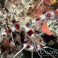 Banded Coral Shrimp (Stenopus hispidus), photo taken in Maldives, Male Atoll, North Male Atoll, Vabbinfaru