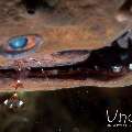 Clear Cleaner shrimp (Urocaridella antonbruunii), Giant Moray (Gymnothorax javanicus)