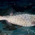 Horn-Nosed Boxfish