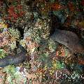 Giant Moray (Gymnothorax javanicus), photo taken in Maldives, Male Atoll, North Male Atoll, Black Coral