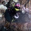 00 To be determined, photo taken in Maldives, Male Atoll, North Male Atoll, Black Coral