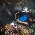 00 To be determined, photo taken in Maldives, Male Atoll, North Male Atoll, Black Coral