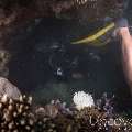 00 To be determined, photo taken in Maldives, Male Atoll, North Male Atoll, Black Coral